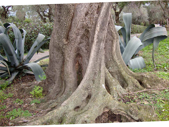 Un bell'albero al parco di Nervi