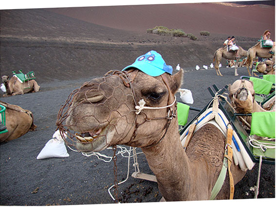 Kamelreiten lanzarote