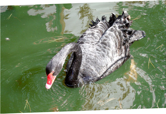 San Anton Gardens in Attard. Swan.