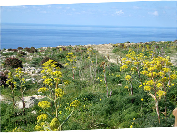 From Dingli along the cliffs of Malta