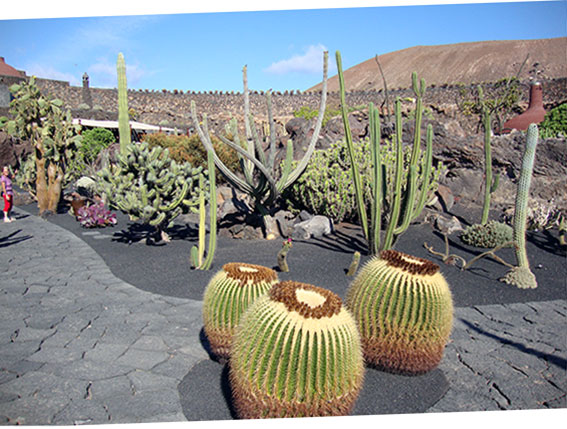 Parc botanique Jardín de Cactus