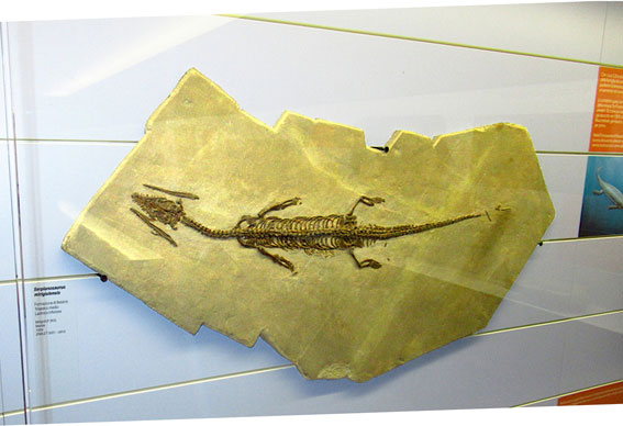 Un fossile al museo di Meride