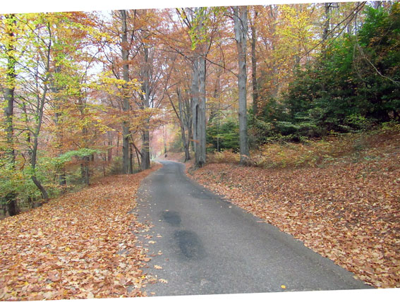 Strada nel bosco