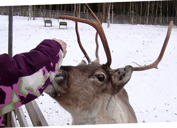 eating reindeer