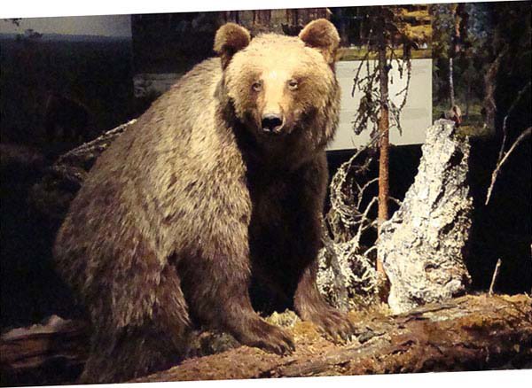 ours brun