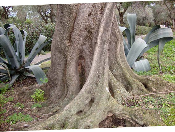 Ein Baum im Nervi Park
