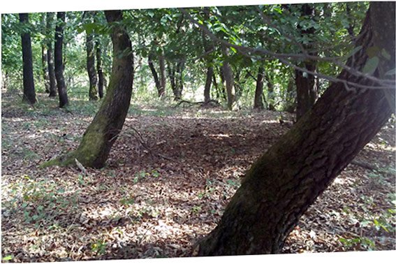Hoia Baciu Forest