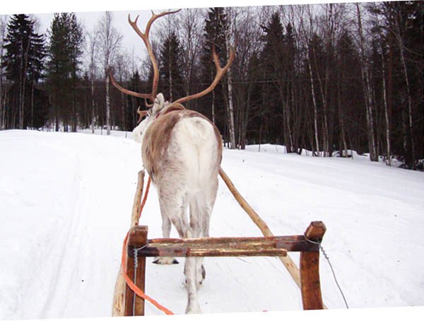 Renna che trascina la slitta