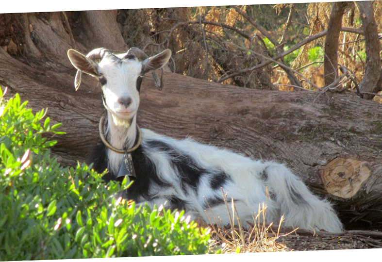 Magnifica capra a Cefalonia