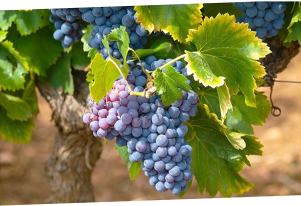 Interessantesten Orte in Valtellina